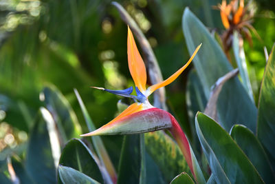 Close-up of flowering plant