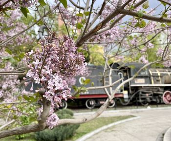 Cherry blossom tree