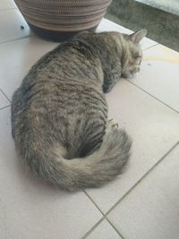 High angle view of cat sleeping on floor