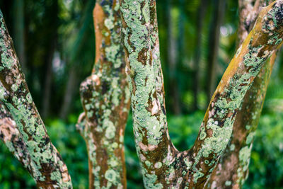 Close-up of lizard on tree trunk