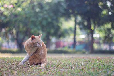 Lion looking away on field