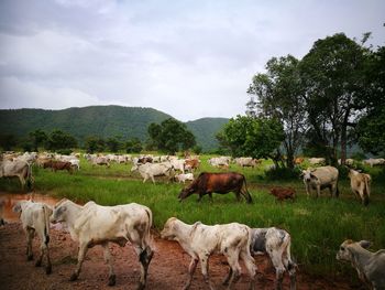 Herd of cows on field