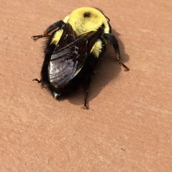 High angle view of bee