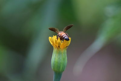 Close-up of insect on yellow flower