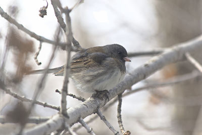 Close-up of bird perching on branch