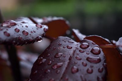 Close-up of water drops on leaf