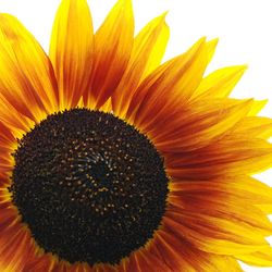 Close-up of sunflower