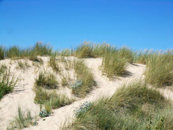 Plants growing on land against clear blue sky