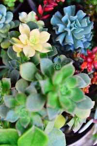 Close-up of succulent plant