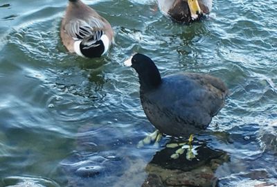 High angle view of duck swimming in lake