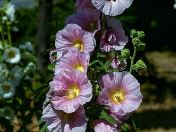 Close-up of purple flowering plant