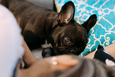 Portrait of black dog relaxing on bed with owner