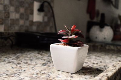 Close-up of potted plant in pot against wall