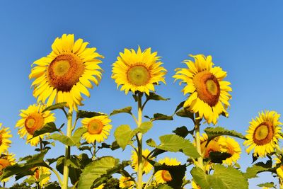 Low angle view of sunflower against sky