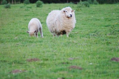 Sheep in a field