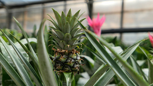 Pineapple in a flower pot growing exotic plants close up