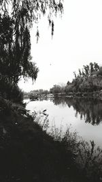 Reflection of trees in lake