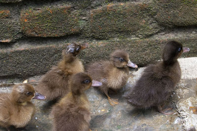 High angle view of a duck