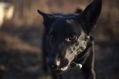 Dog for a walk in the forest. pets frolic in the sun. white and black dogs in the park.