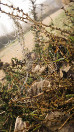 Close-up of wet spider web on plant