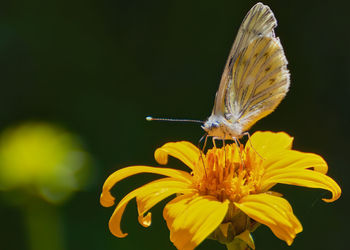 Close-up of butterfly pollinating on yellow flower