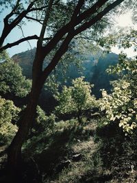 Low angle view of trees against sky