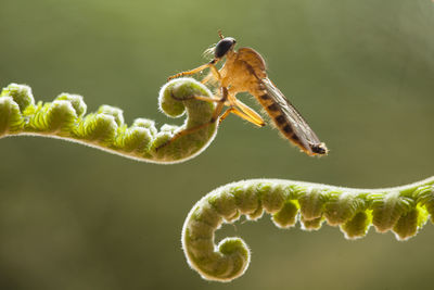 Robber fly on ferns