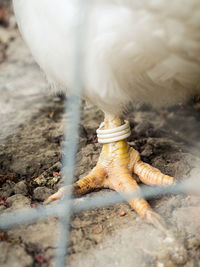 Close-up of bird