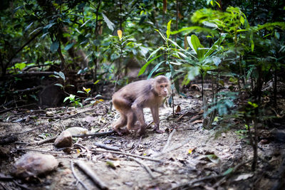 Monkey in a forest