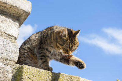 Low angle view of a cat against the sky