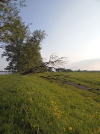 Scenic view of grassy field against sky