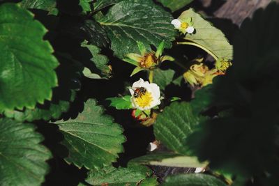 Close-up of flowers