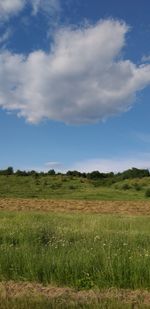 Scenic view of field against sky