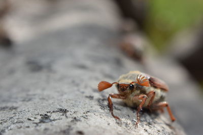 Close-up of insect on rock