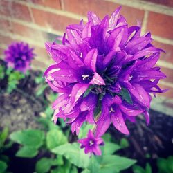 Close-up of purple flower blooming outdoors