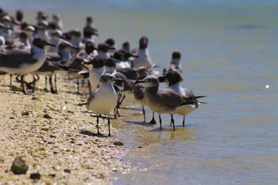 Flock of birds