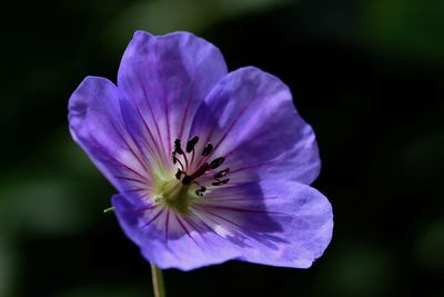 Close-up of purple flower