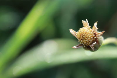 Close-up of flowering plant