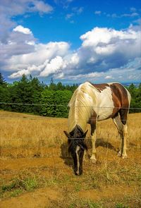 Horse grazing on field against sky