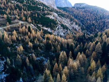 Panoramic view of pine trees and mountains