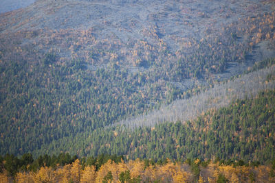 Plants growing on field