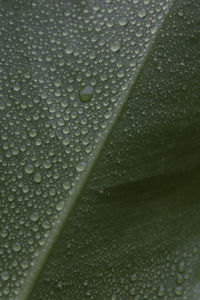 Full frame shot of raindrops on leaf