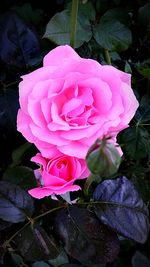 Close-up of pink rose