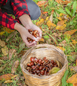 High angle view of hand holding strawberries in basket