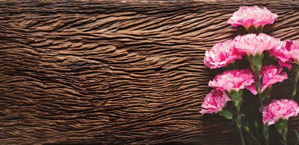 High angle view of pink flowering plant