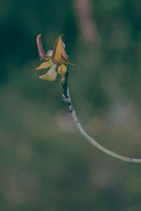 Close-up of red flower bud