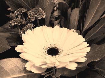 Close-up of flower blooming outdoors
