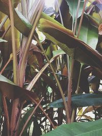 Close-up of a lizard on a plant