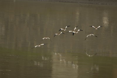 Seagulls flying over lake