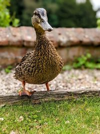 Close-up of a bird on field
